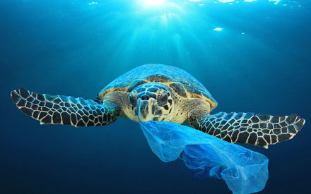 2021: Une nouvelle étape dans la lutte contre le plastique à usage unique.